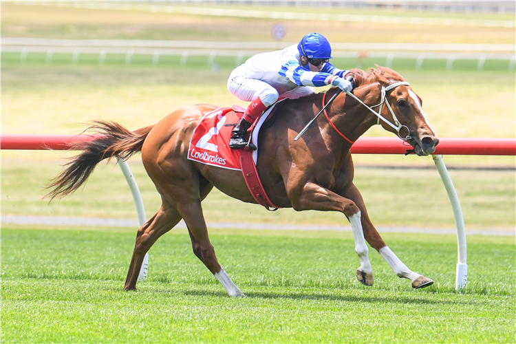 KEMALPASA winning the Kevin Heffernan Stakes.