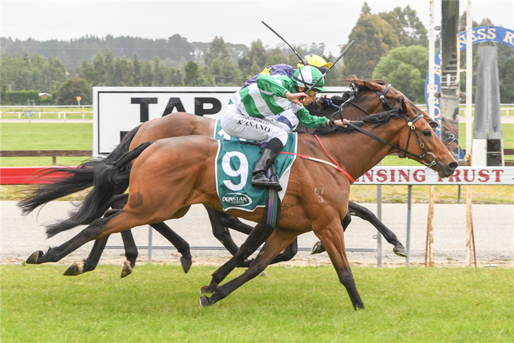 Kilowatt will contest the Carriers Arms Hotel Summer Cup (2147m) at Riverton on Friday.

