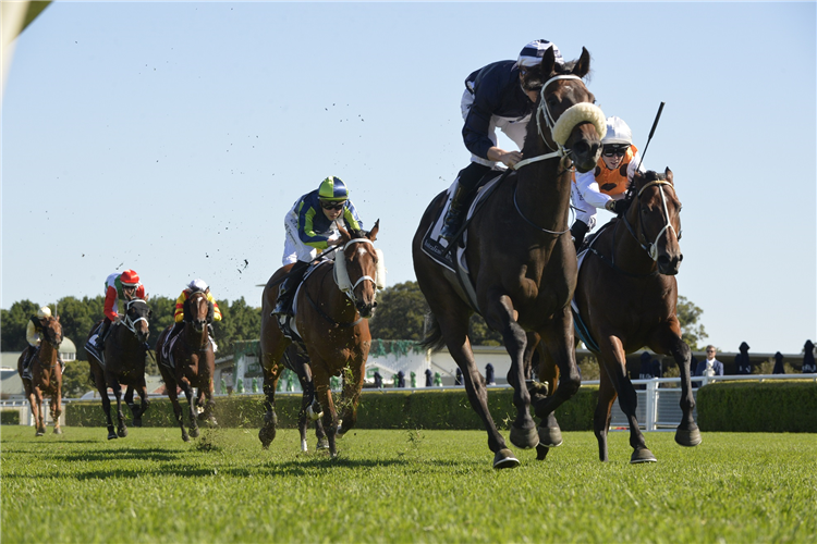 KINANE winning the Cactus Imaging Frank Packer Plate.