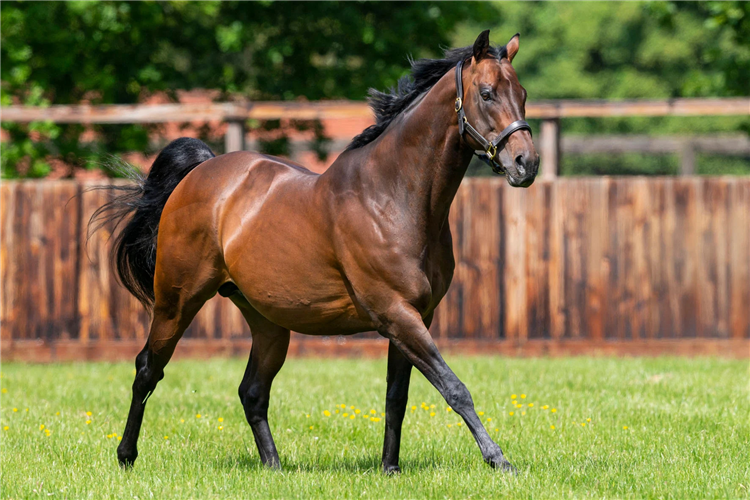 Kingsheir is one of few Kingman's racing in Australia