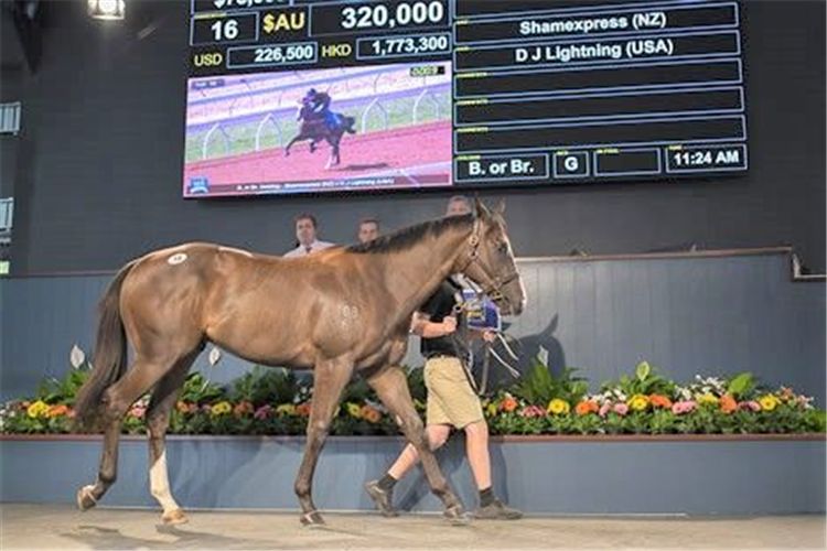 Latent Power as a two-year-old parading at the Magic Millions Gold Coast 2YOs in Training Sale in October 2018 (photo courtesy of Magic Millions).