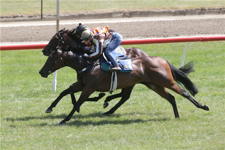 Levante (outside) narrowly defeats Entriviere in a 1000m trial at Te Aroha on Monday