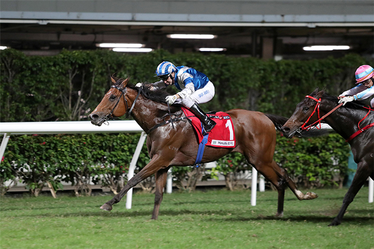 LOBO'S LEGEND winning the Belcher Bay Hcp (C3)