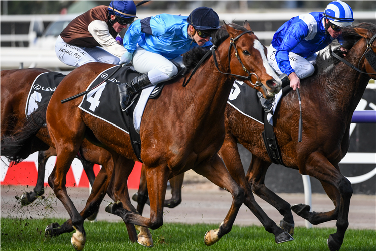 LORD BELVEDERE winning the Banjo Paterson Series Final in Flemington, Australia.