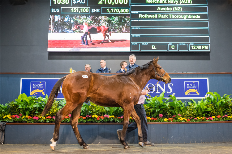 Lot 1030 Merchant Navy - Awoke colt .