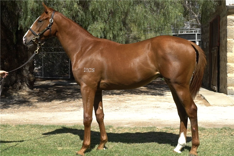 Lot 112 Written Tycoon - Crimson Kiss colt