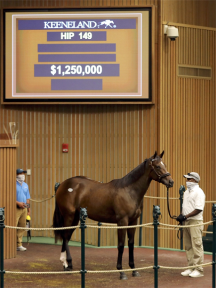 Lot 149 Tapit - Embellish The Lace filly.