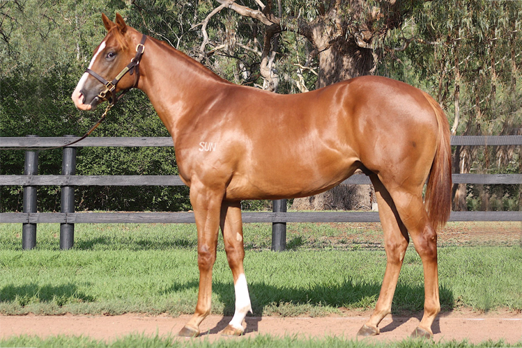 Lot 153 Palentino - Evasive colt.