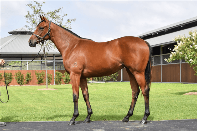 Lot 153 - Not A Single Doubt - Forreel filly.