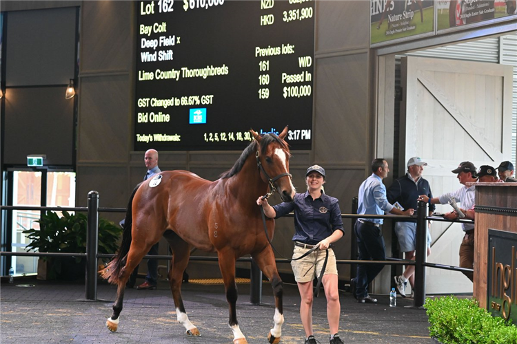 Lot 162 Deep Field - Wind Shift colt.