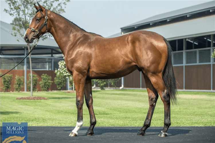 Lot 164 Dundeel - Cavaloce colt.