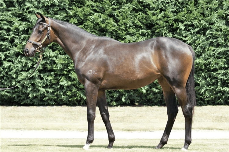 Lot 165 - Written Tycoon x Pasadena Girl filly.