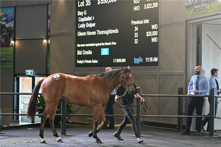 Lot 35 Capitalist - Lady Sniper gelding