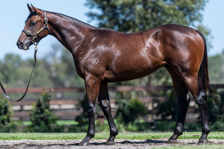 Lot 37 Zoustar - Aunty Betty colt.