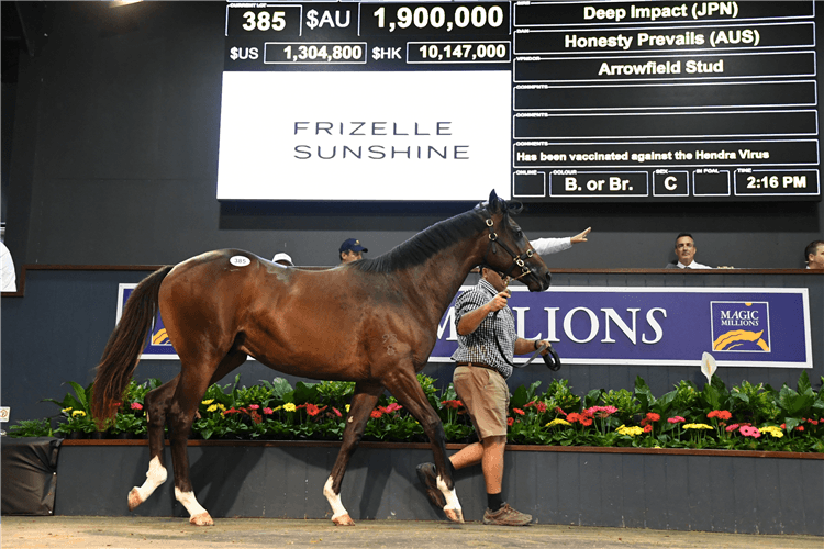 PROFONDO (Deep Impact - Honesty Previals) in the sale ring at the 2020 Magic Millions.