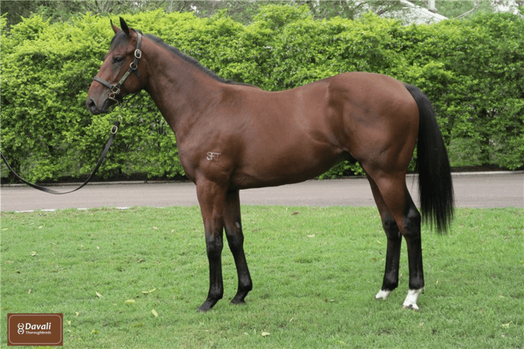 Lot 388 No Nay Never - Mystical Tale colt.