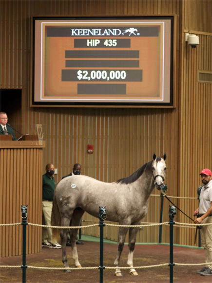 Lot 435 Tapit - Tara’s Tango colt.