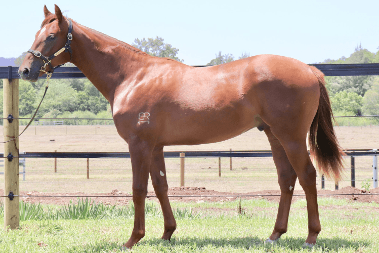 Lot 445 Extreme Choice - Set To Skelter colt.