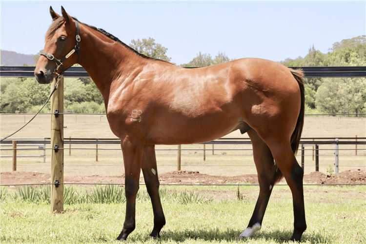 Lot 451 Not A Single Doubt - She's Our Choice colt.