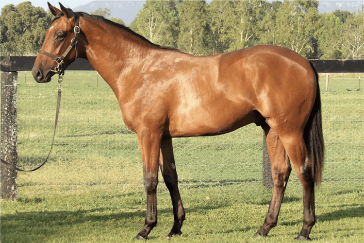 Lot 484 Pierro - Sort After colt.