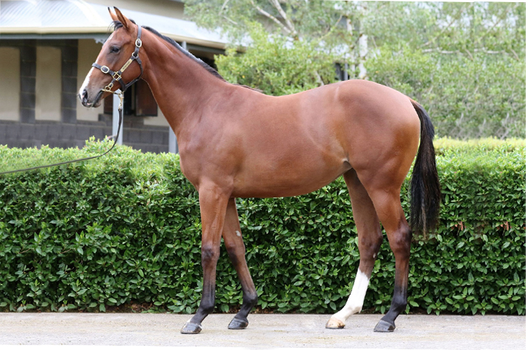 Lot 507 - Cable Bay - Versos De Amor filly.