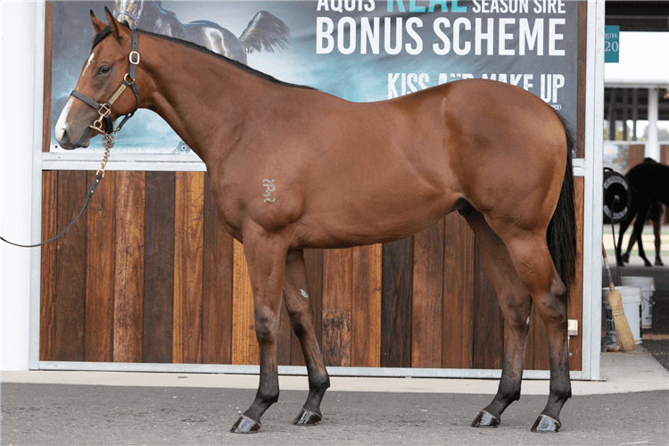 Lot 551 Not A Single Doubt - Vivid colt.