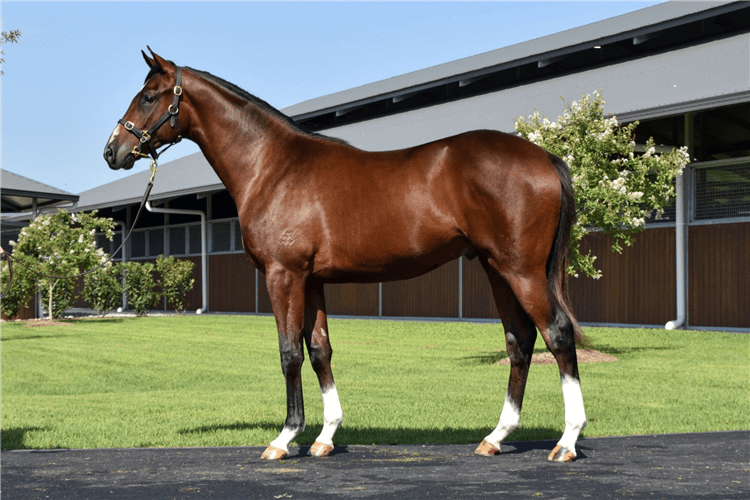 Lot 574 Maurice - Zing And Swing colt.