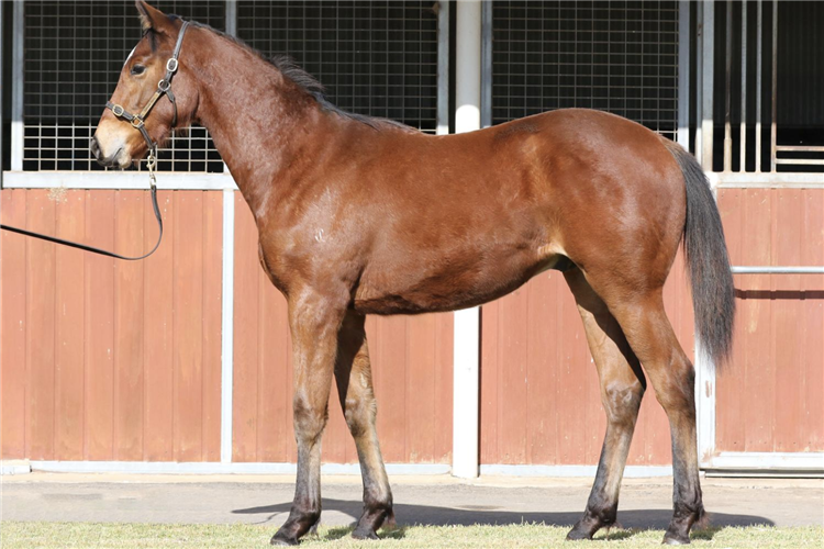 Lot 703 - Exceed And Excel