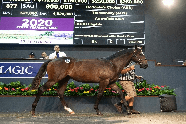 Lot 877 - Redoute's Choice (Aus) x Traceability (Aus).