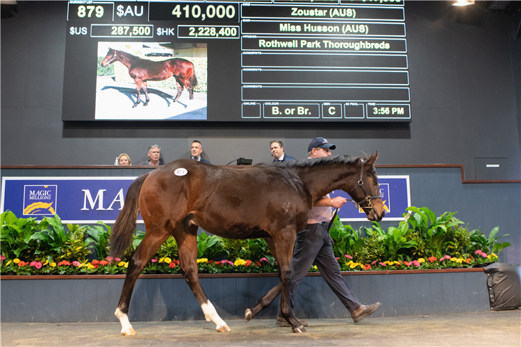 Lot 879. The 2020 Magic Millions National Weanling Sale topper.