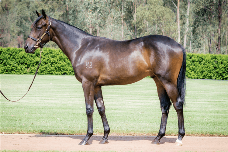 Lot 91 - Shalaa - Define colt.