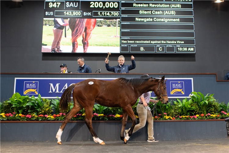 Lot 947 Russian Revolution - Silent Cash colt.