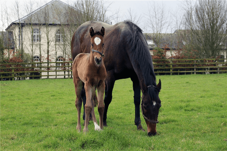 Marsha and her Galileo filly.