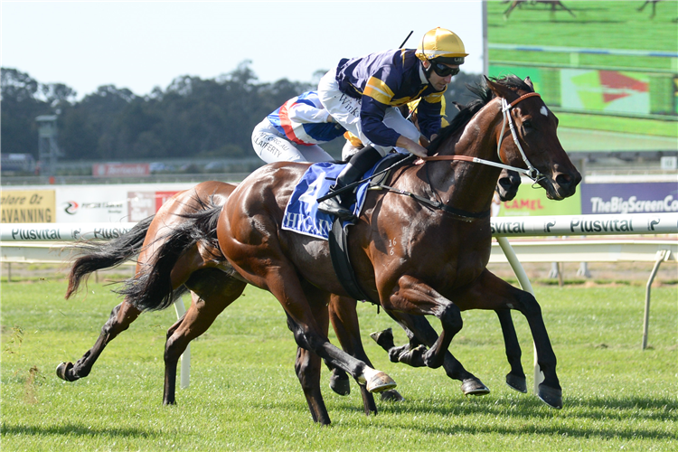 MASKED CRUSADER winning the Smartline Finance 3YO BM70 Handicap in Bendigo, Australia.