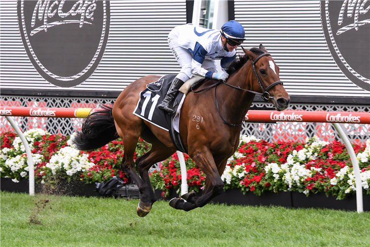 MIAMI BOUND winning the McCafe Moonee Valley Gold Cup.