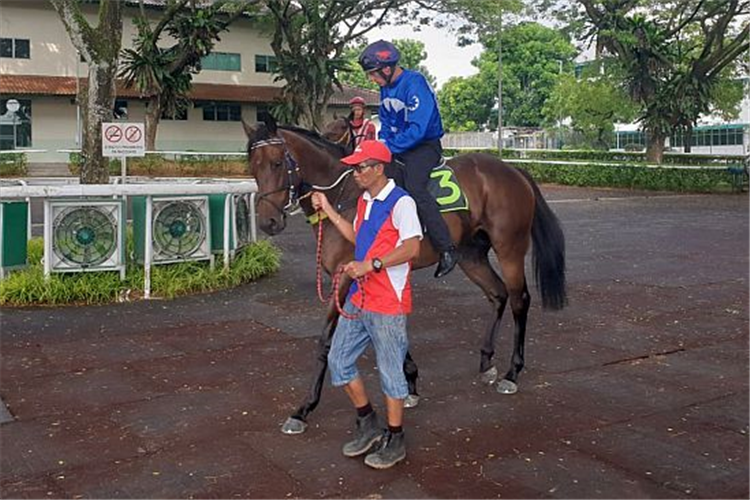 Minister (John Powell) heads out to the barrier trials on Thursday morning.