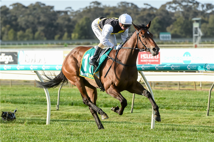 MOZZIE MONSTER winning the Silks Events & Functions F&M BM64 Handicap in Bendigo, Australia.