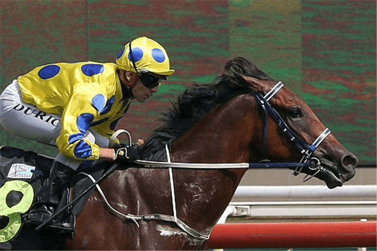 MR MALEK winning the WINDFALL STAKES NOVICE