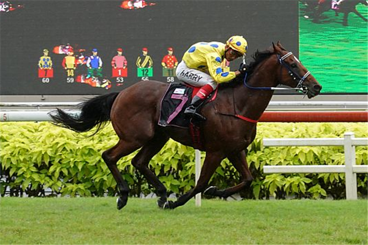 MURAAHIB winning the JOLIE?S SHINJU 2009 STAKES CLASS 2