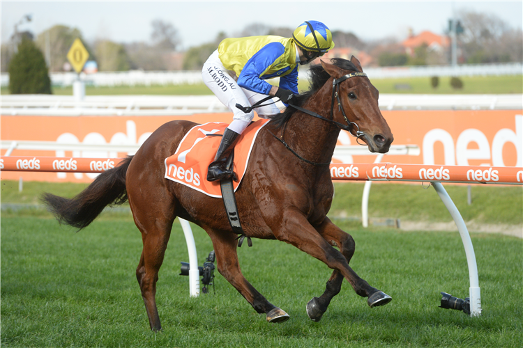 MYSTERY SHOT winning the Take It To The Neds Level Hcp in Caulfield, Australia.
