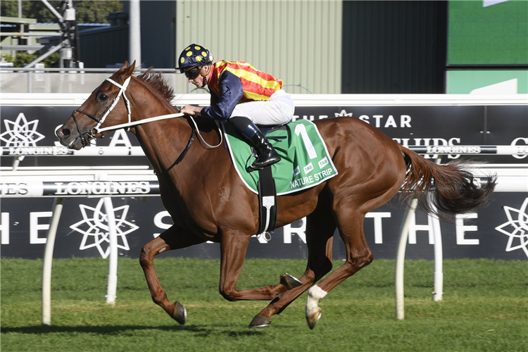 NATURE STRIP winning the Tab T J Smith Stakes