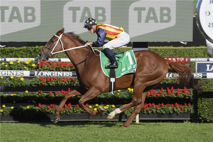 NATURE STRIP winning the Tab T J Smith Stakes.