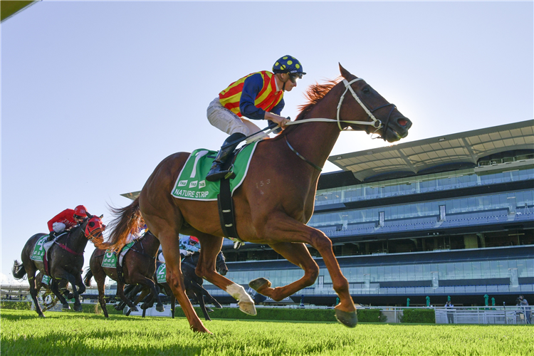 NATURE STRIP winning the Tab T J Smith Stakes.