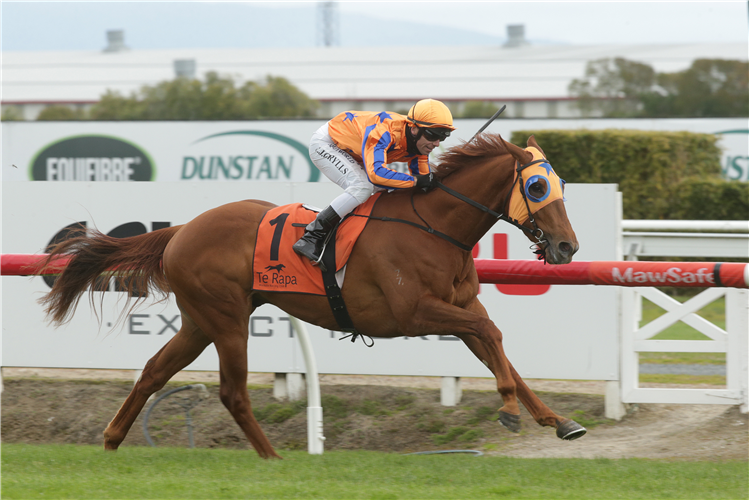 NEED I SAY MORE winning the Wrc Northland Breeders Stakes