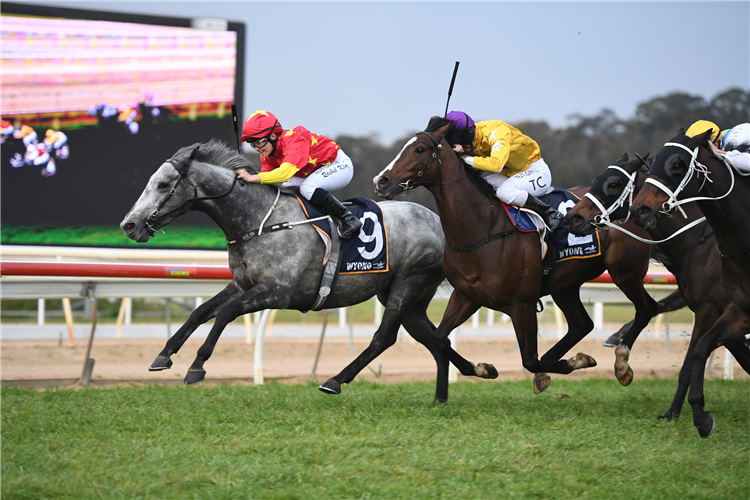 PATHS OF GLORY winning the Carlton Draught Wyong Gold Cup.