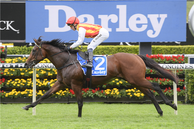 PELTZER winning the Darley Hcp.