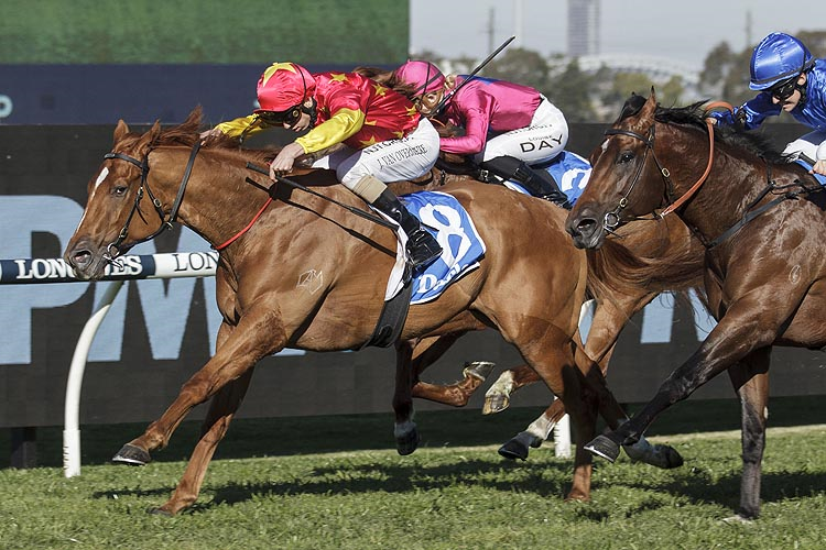 PRIME STAR winning the Darley Virtual Parade (Bm78)