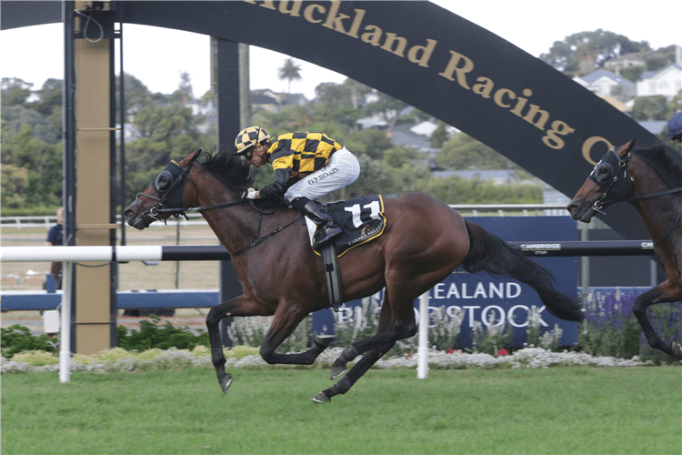 Probabeel is set to contest the Gr.1 Vinery Stud Stakes (2000m) at Rosehill on Saturday.<br />