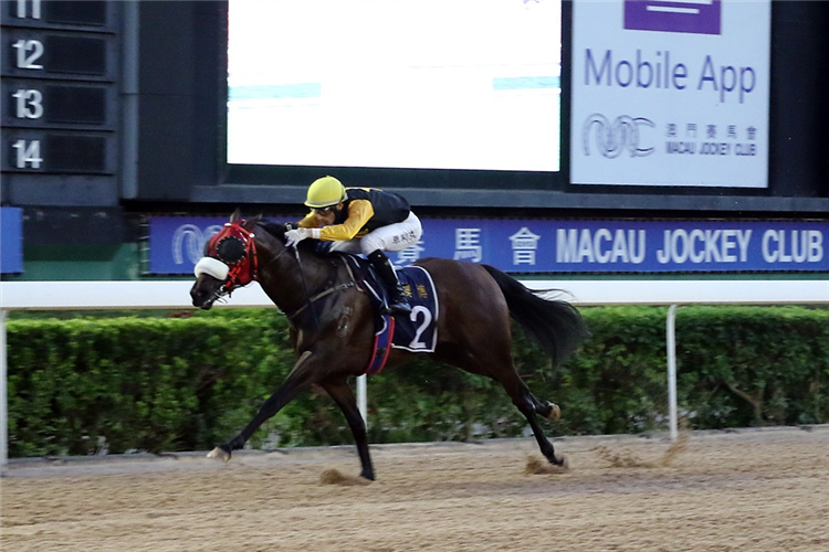 PURSUING EAGLE winning the THE STRANRAER