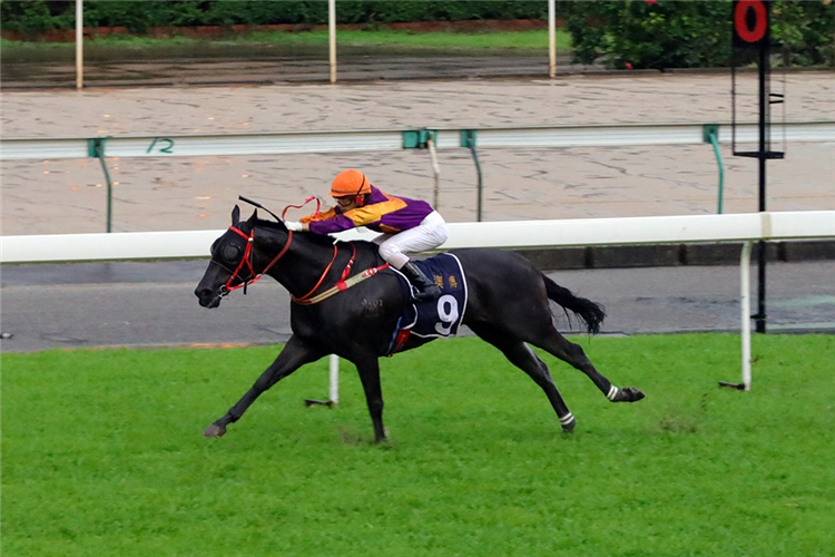 QIPAO QUEEN winning the THE HAWKES BAY (Div 2)